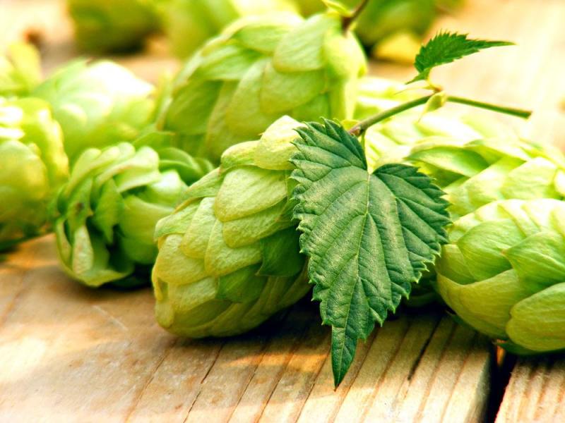 精釀啤酒 | 酒花制品的種類及特點(diǎn)有哪些？